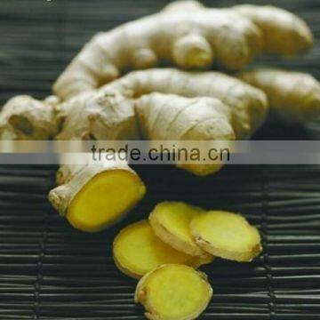 Latest China Ginger Stock / 2015 Crop