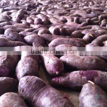 Sweet Potato Fresh Harvest Good Taste Sweet Potato photo-5