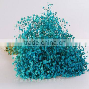 Popular wholesale fresh cut flower babybreath flower for sale