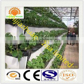 layers growing tray plant strawberry vertical cultivation in greenhouse