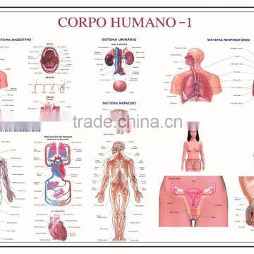 The body diagram poster for school learning