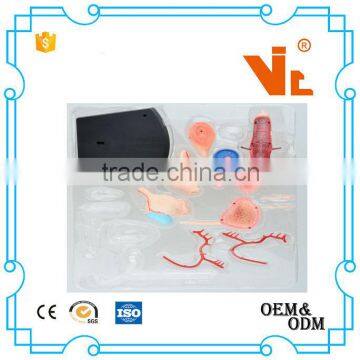 V-HM10 4D MASTER Female Uterus Model photo-5