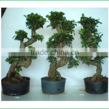 S shaped ficus ginseng microcarpa bonsai tree banyan ficus indoor ornamental decorative plants nursery