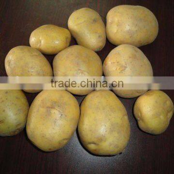 FRESH POTATO