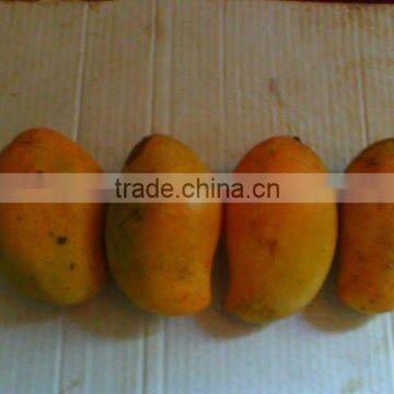 Fresh Mangos