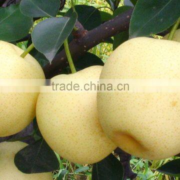 Chinese golden pear