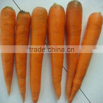 2012 chinese red carrot