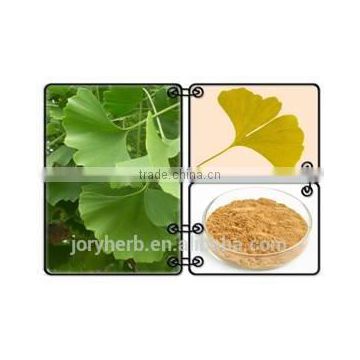 Organic ginkgo biloba extract powder