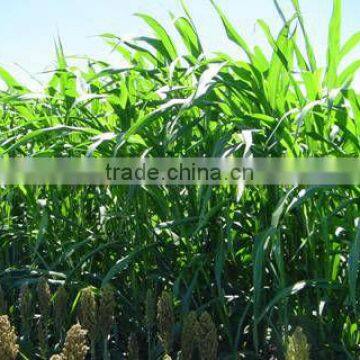 Hybrid Sorghum Sudan Grass Seeds