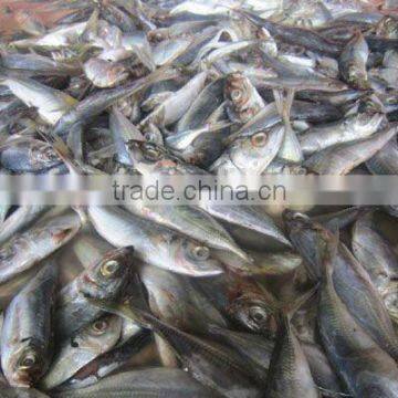 Seafood Export Frozen Horse Mackerel 14CM+