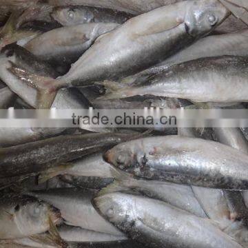 Frozen Fish Horse Mackerel Fish Packaging 10 KG