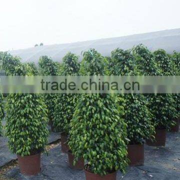 Ficus Benjamina Tower Shape photo-3