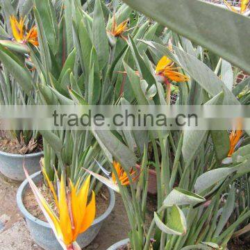 Strelitzia reginae cut flower