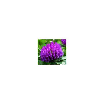Red Clover extract: Red Clover