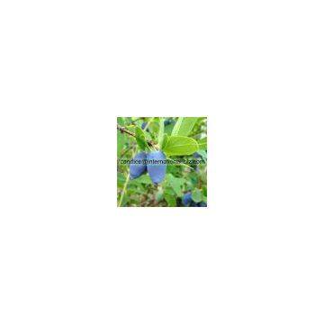 Lonicera Extract