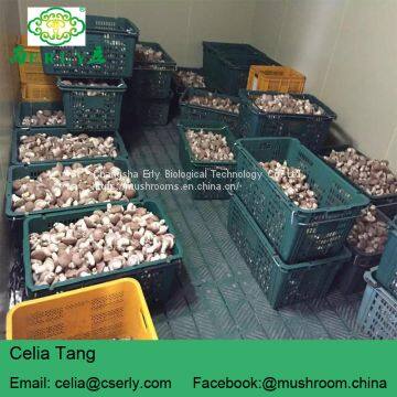 Shiitake Mushroom photo-5