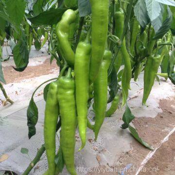 light green  pepper seeds hot pepper greenhouse plant  pepper seeds no.34