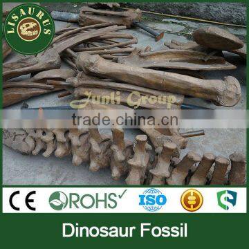 Lisaurus-C-Nice Dinosaur Skeleton Fossil photo-6