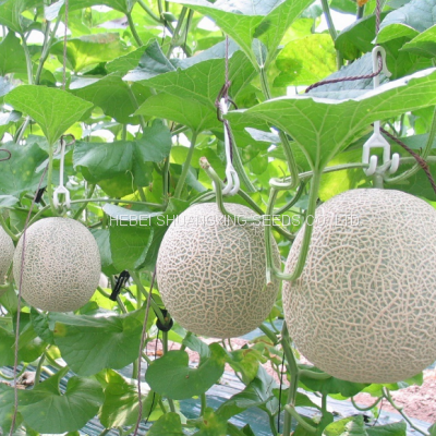 Cantaloupe Chinese Musk Round Shape Melon Seeds for Sale photo-4
