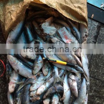 New coming frozen sardine fish for feeding 8.5KG / CTN