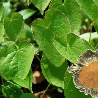 Экстракт Horny Goat Weed (10% Икариина)