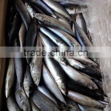 New Coming 200-300g WR Fresh Frozen Mackerel, Frozen Pacific Mackerel