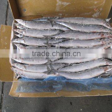 Frozen fish pacific saury whole round