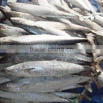 Frozen spanish mackerel IQF IWP whole round for sale