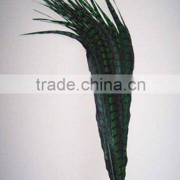 Lady Amherst Pheasant Tail Feathers