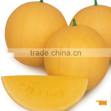 Yellow Rose yellow rind yellow flesh seedless watermelon seeds