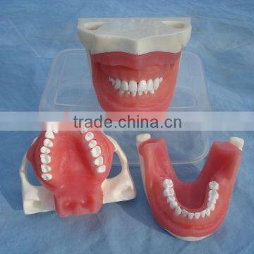 typodent dental jaw model for practice extract tooth