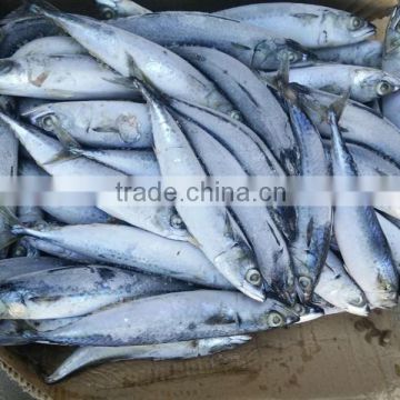 factory reprocess use, pacific mackerel, thailand market