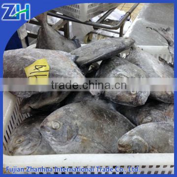 Frozen black pomfret fish on sale price