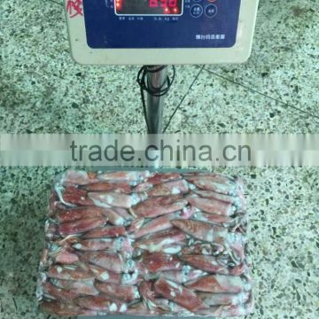 Chinensis Loligo 8-13cm, best frozen squid, loligo tube price