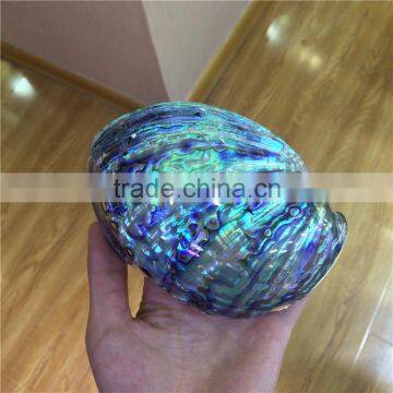 Polished Abalone Colorful Shell For Sale