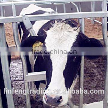 Hot dip galvanized Steel Pipe Farm Cow house Cow Head Lock