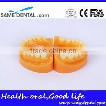 Double-Color Dentition Model School Education Teaching Model