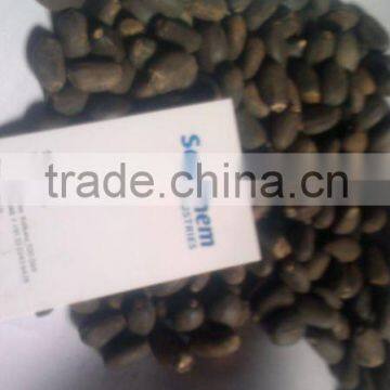 Jatropha Seeds