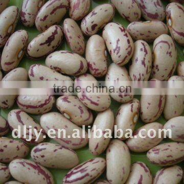 Long Shape Light Speckled Kidney Bean