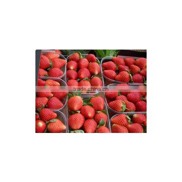 STRAWBERRY FOR SALE