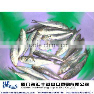 Thailand frozen sardines importers