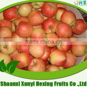 2015 New Crop of Fresh Red Delicious Royal Gala Apple From Shaanxi Province China