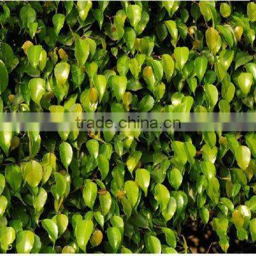 Ornamental Plants Ficus Benjamina photo-4