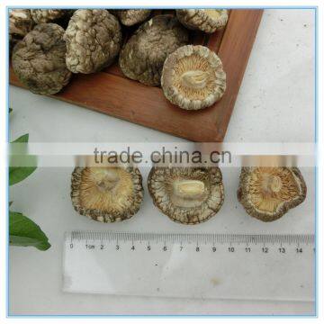 Cogumelo Shiitake Secas