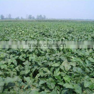 Black Soybeans With Yellow Kernel photo-2