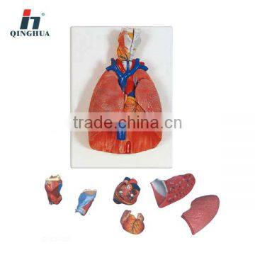 Human Thoracic Organs educational model