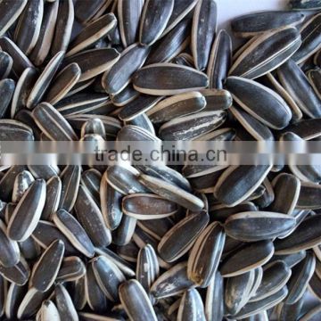 2016 top quality black long type edible sunflower seeds 363