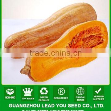 MPU16 very sweet yellow pumpkin seeds, hybrid pumpkin seeds price