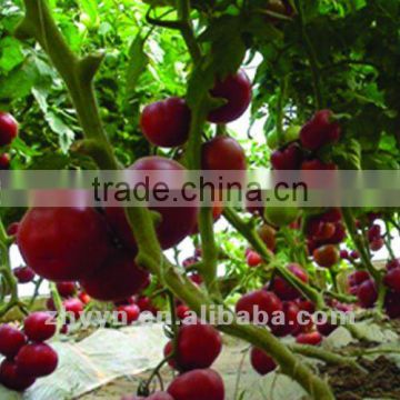 ZhongYan 998 Pink Large Fruit Tomato Seeds