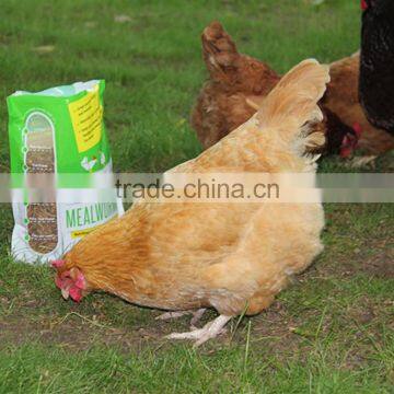 Bird food of Dried Mealworm